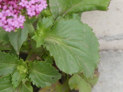 Centranthus macrosiphon