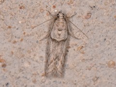 Myelopsis alatella