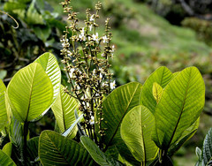 Palicourea acetosoides