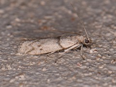Myelopsis alatella