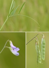 Vicia parviflora