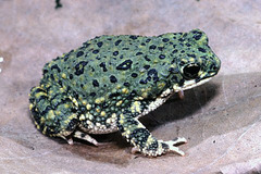 Anaxyrus debilis