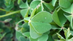 Oxalis articulata