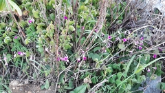 Oxalis articulata