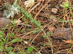 Adenocarpus telonensis