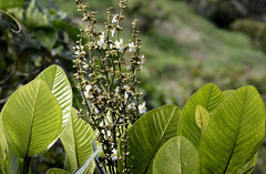 Palicourea acetosoides