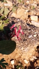 Fumaria capreolata capreolata