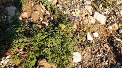 Fumaria capreolata capreolata