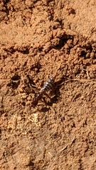 Staphylinidae