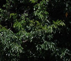 Dalbergia obovata