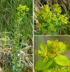 Euphorbia palustris