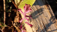 Fumaria bastardii