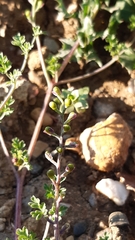 Fumaria bastardii