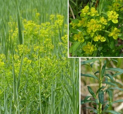 Euphorbia palustris