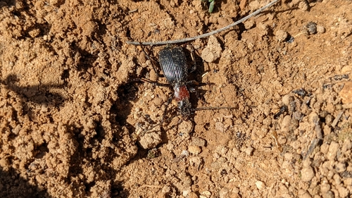 Aptinus displosor