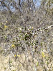 Forestiera phillyreoides