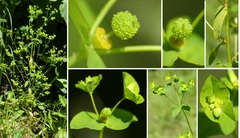 Euphorbia stricta