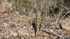 Lycia zonaria