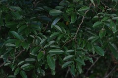 Dalbergia obovata