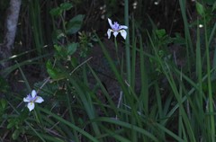 Dietes iridioides