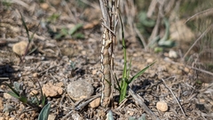 Lycia zonaria