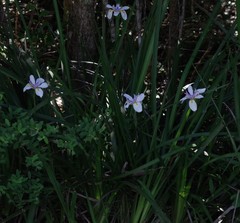 Dietes iridioides