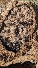 Crematogaster auberti