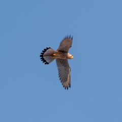 Falco tinnunculus