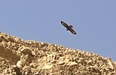 Buteo rufinus