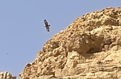 Buteo rufinus