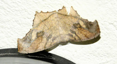 Eutomopepla