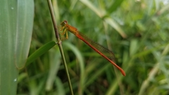Ceriagrion glabrum