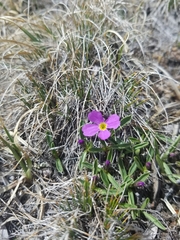 Primula angustifolia