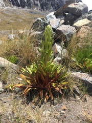 Gentianella weberbaueri