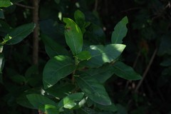 Burchellia bubalina