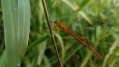 Ceriagrion glabrum