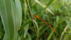 Ceriagrion glabrum