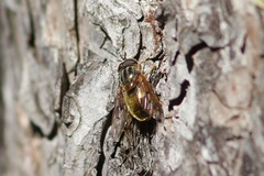 Ferdinandea croesus