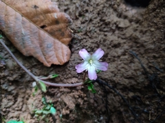 Angiospermae