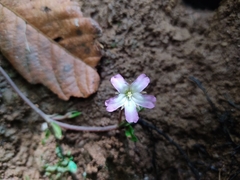 Angiospermae