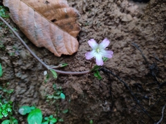 Angiospermae