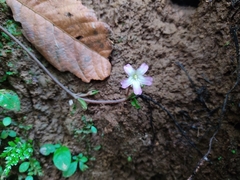 Angiospermae