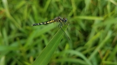 Diplacodes lefebvrii