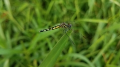 Diplacodes lefebvrii