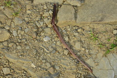 Aporrectodea longa