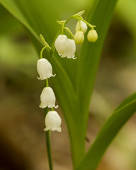 Convallaria pseudomajalis