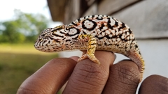 Furcifer lateralis