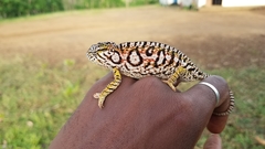 Furcifer lateralis