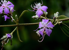 Tibouchina bipenicillata