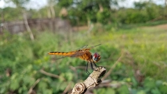 Urothemis